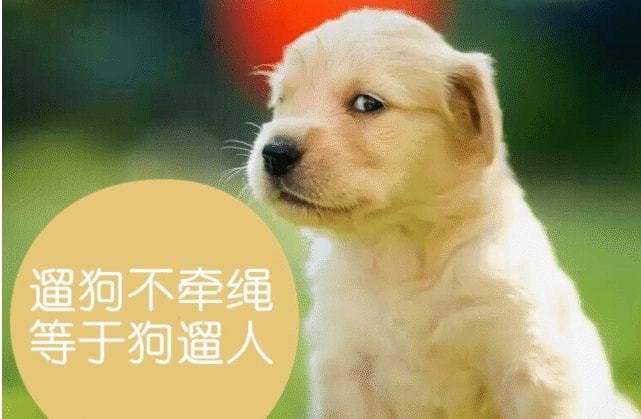 蛇行狗走打一正确生肖、警惕虚假宣传-全面释义、综合解答解释落实